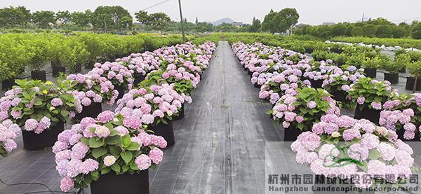 亚洲精品白浆高清久久久久久