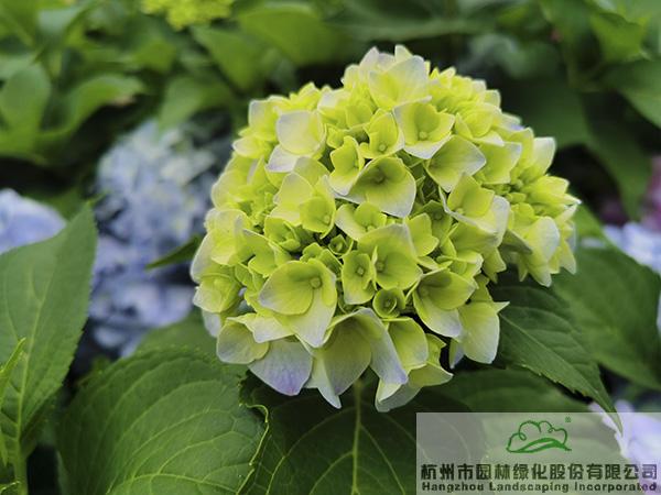 亚洲精品白浆高清久久久久久