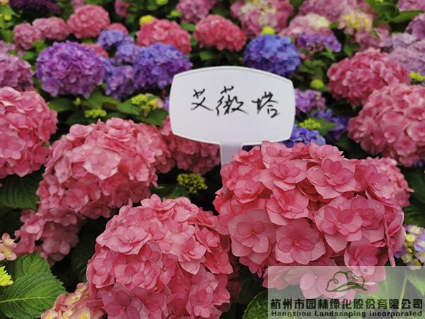 亚洲精品白浆高清久久久久久