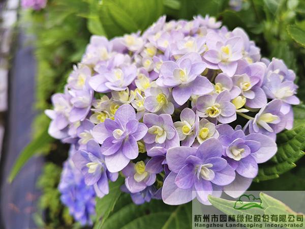 亚洲精品白浆高清久久久久久