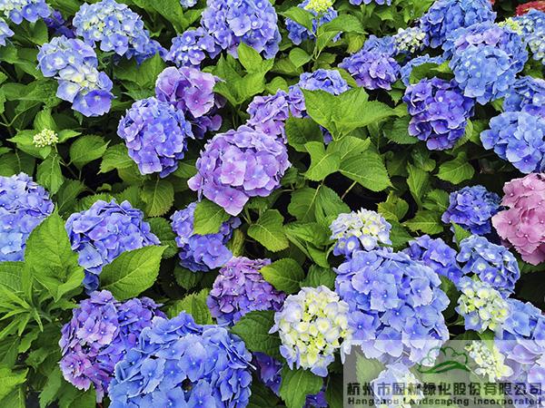 亚洲精品白浆高清久久久久久