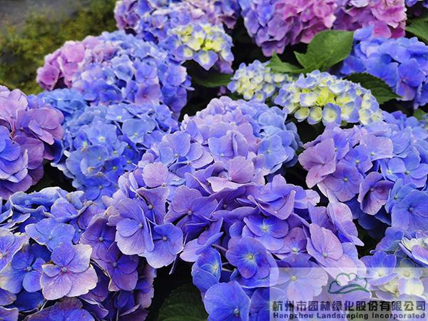 亚洲精品白浆高清久久久久久