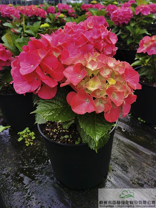 亚洲精品白浆高清久久久久久