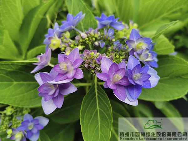 亚洲精品白浆高清久久久久久