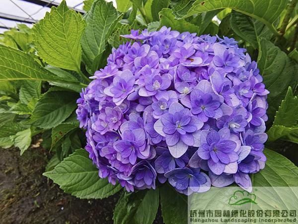 亚洲精品白浆高清久久久久久