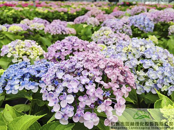 亚洲精品白浆高清久久久久久