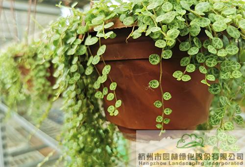 亚洲精品白浆高清久久久久久