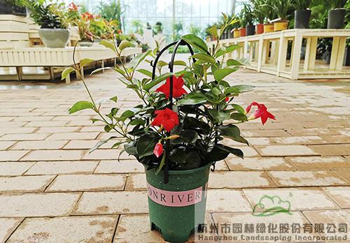 亚洲精品白浆高清久久久久久