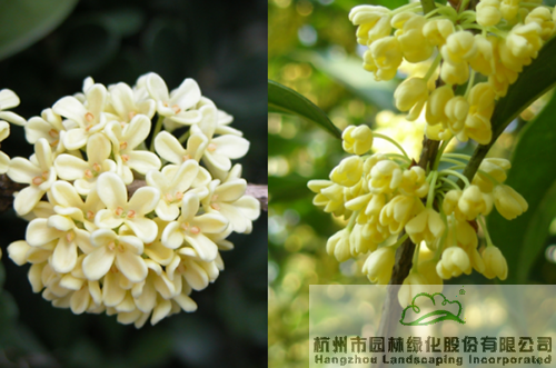 亚洲精品白浆高清久久久久久