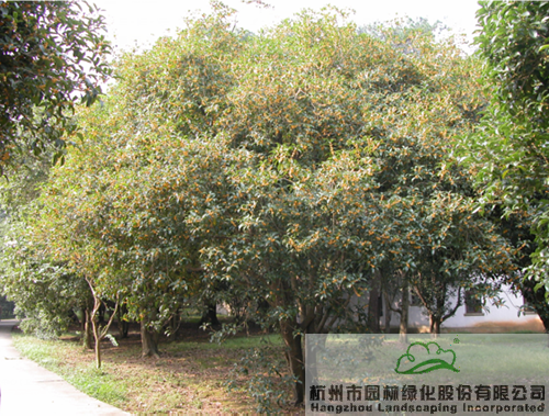 亚洲精品白浆高清久久久久久