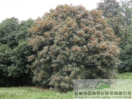 亚洲精品白浆高清久久久久久