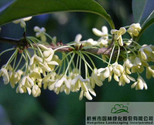 亚洲精品白浆高清久久久久久