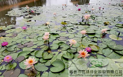 亚洲精品白浆高清久久久久久