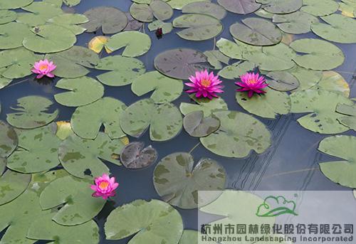 亚洲精品白浆高清久久久久久