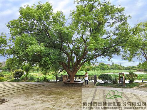 亚洲精品白浆高清久久久久久