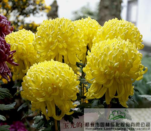 亚洲精品白浆高清久久久久久