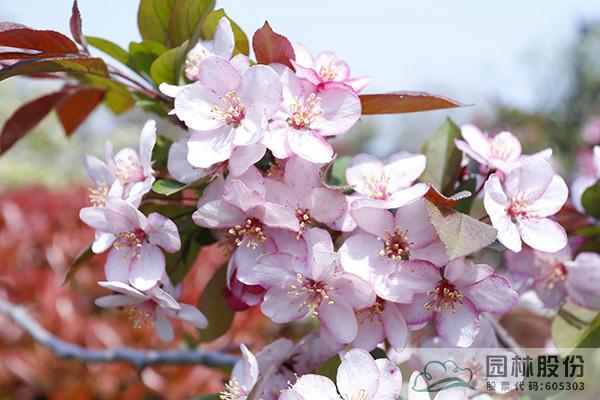 亚洲精品白浆高清久久久久久