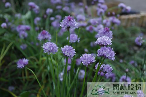 亚洲精品白浆高清久久久久久