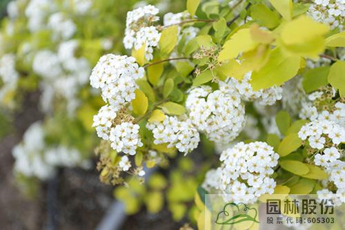 亚洲精品白浆高清久久久久久