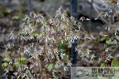 亚洲精品白浆高清久久久久久