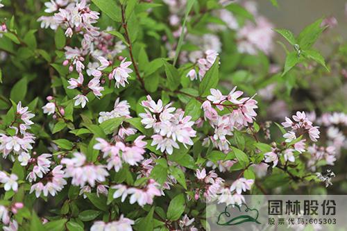 亚洲精品白浆高清久久久久久