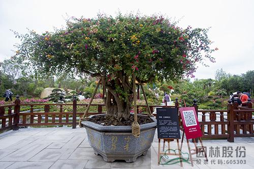 亚洲精品白浆高清久久久久久