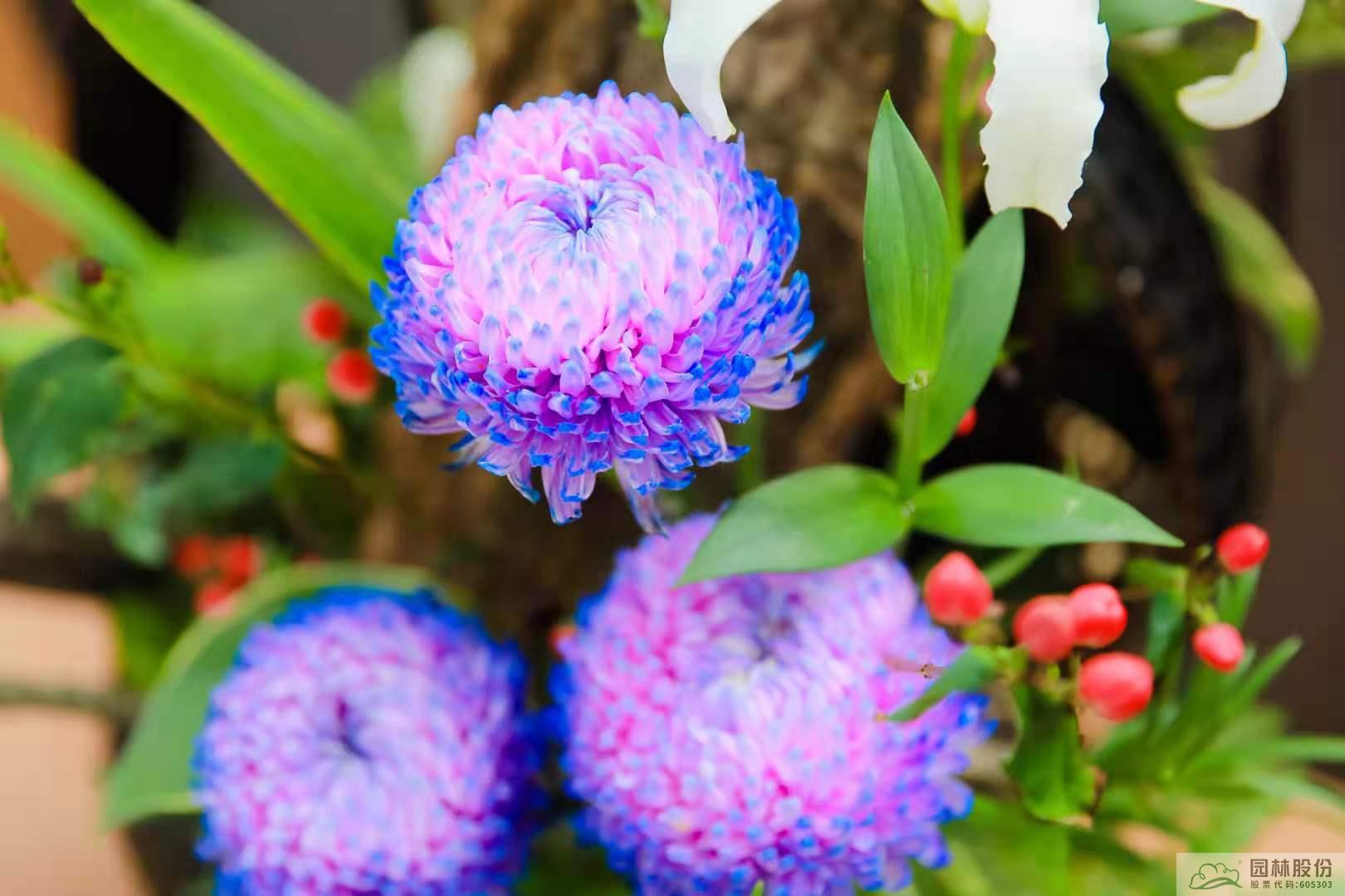 亚洲精品白浆高清久久久久久