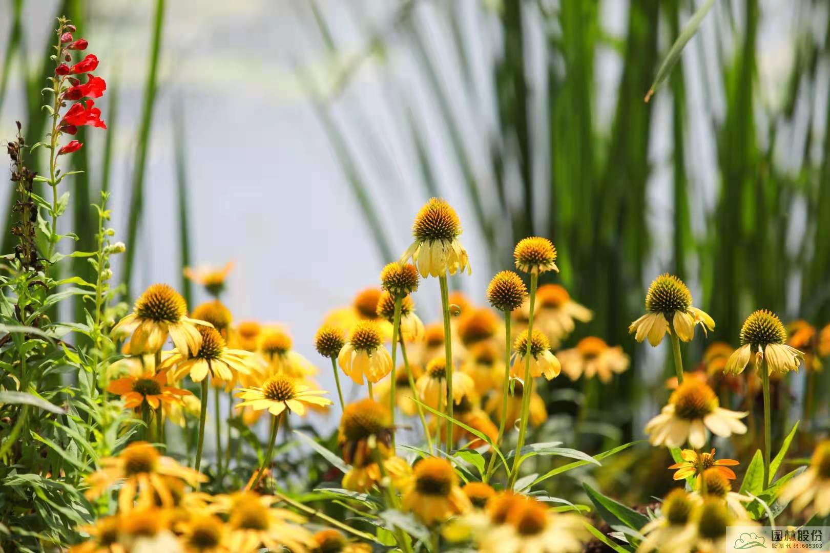 亚洲精品白浆高清久久久久久