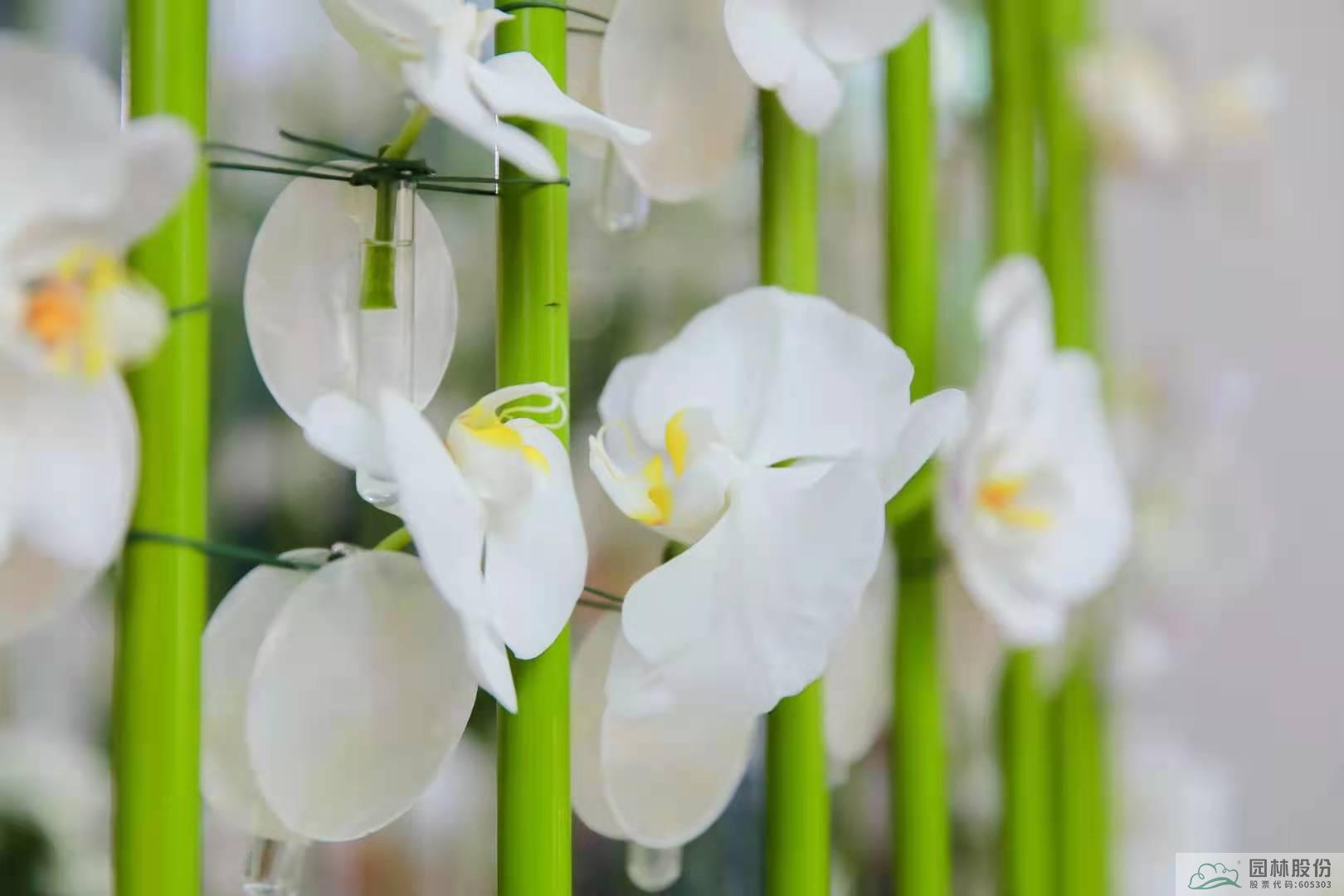 亚洲精品白浆高清久久久久久