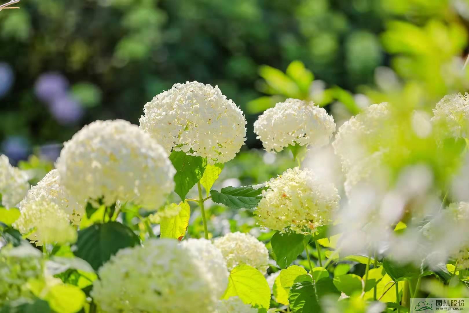 亚洲精品白浆高清久久久久久