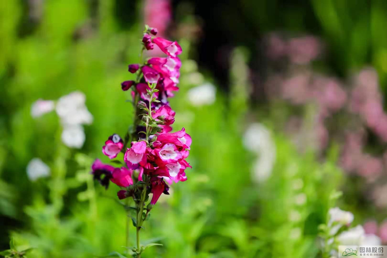 亚洲精品白浆高清久久久久久