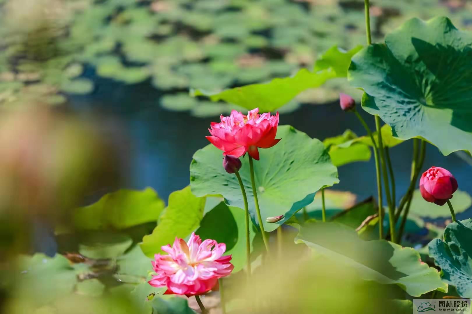 亚洲精品白浆高清久久久久久