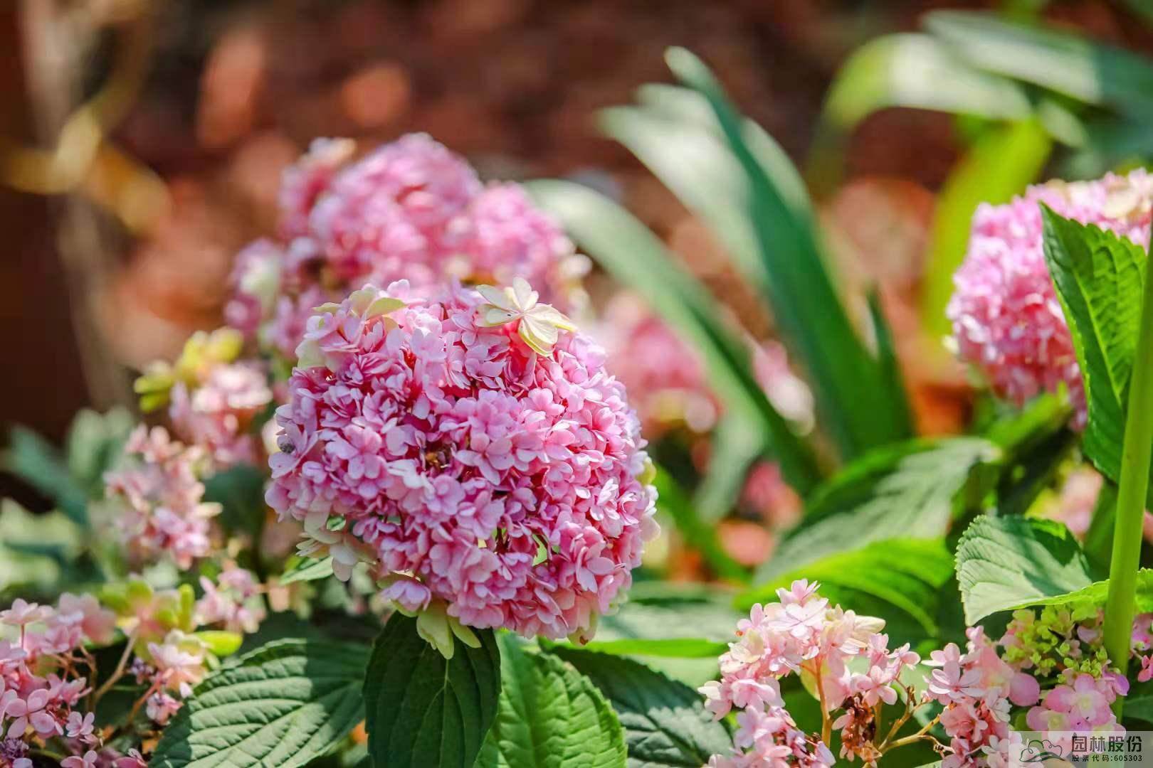 亚洲精品白浆高清久久久久久