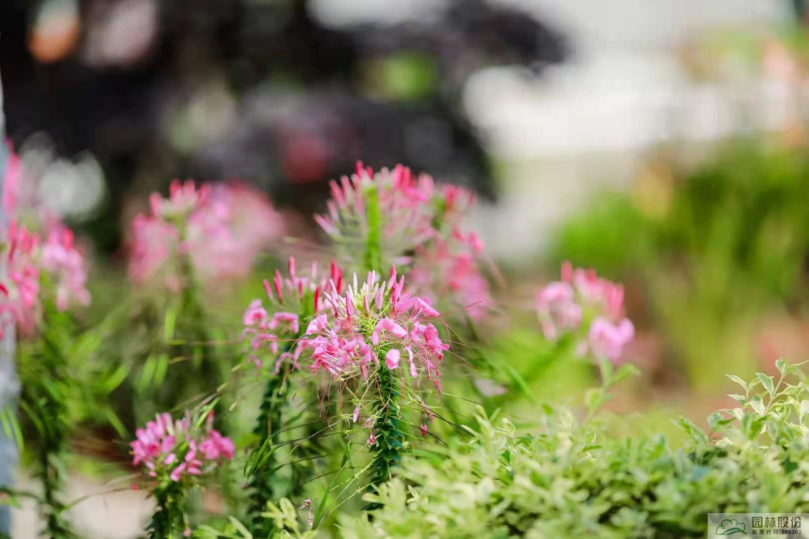 亚洲精品白浆高清久久久久久