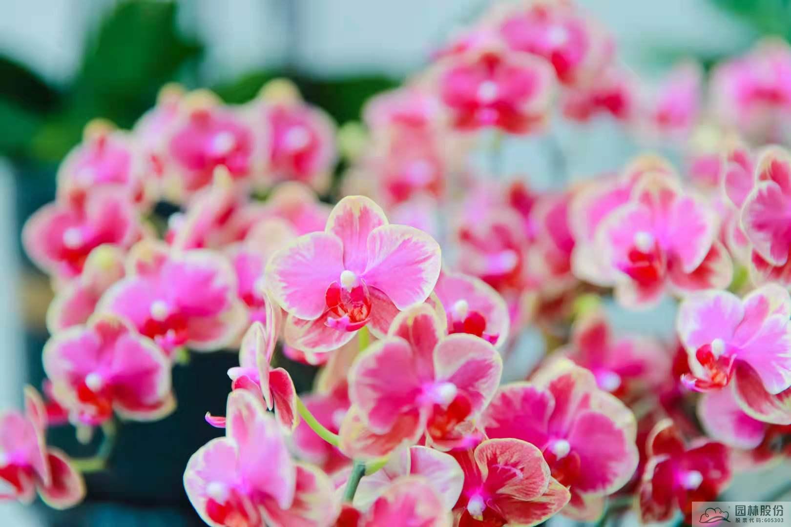 亚洲精品白浆高清久久久久久