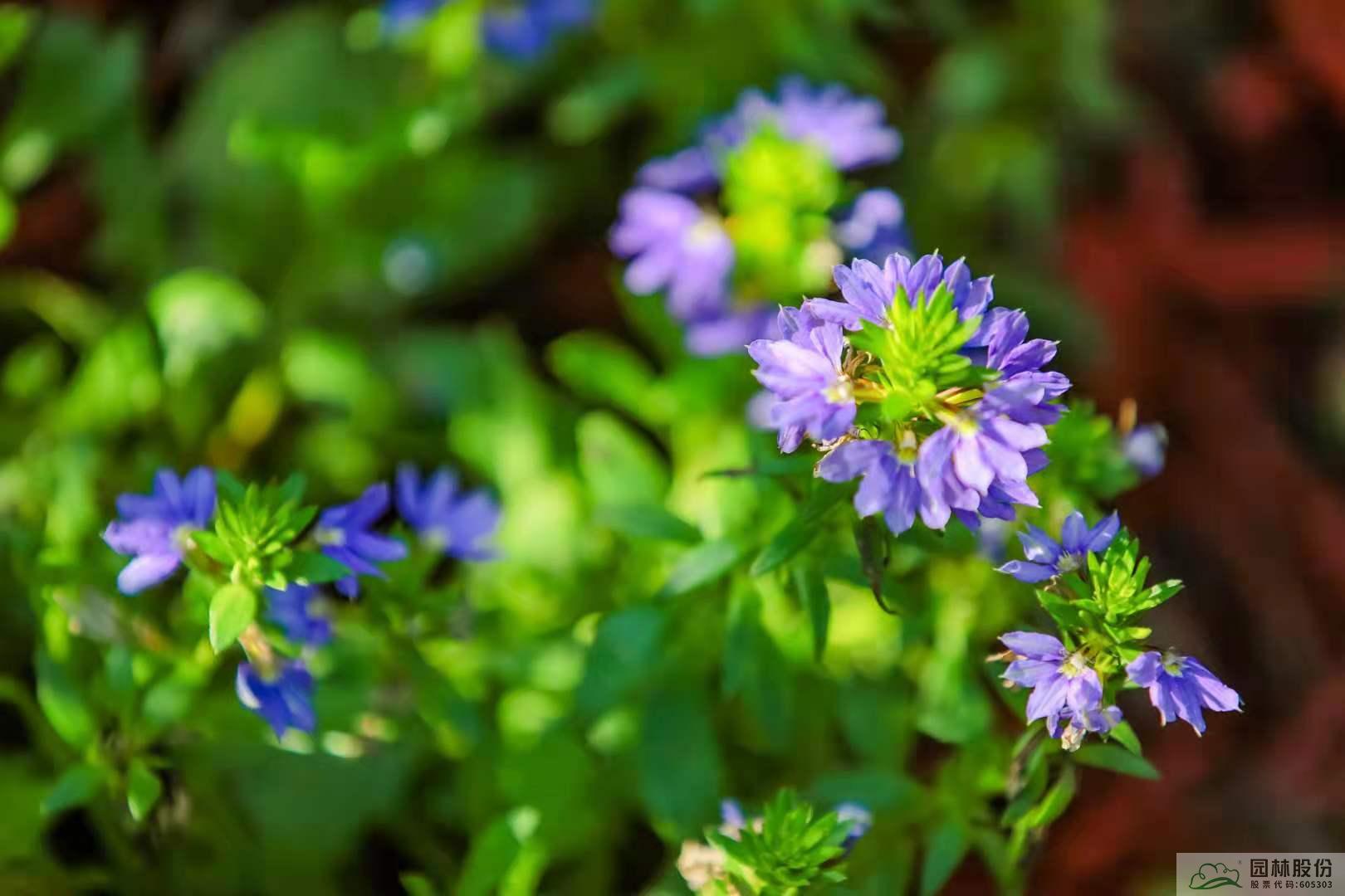 亚洲精品白浆高清久久久久久