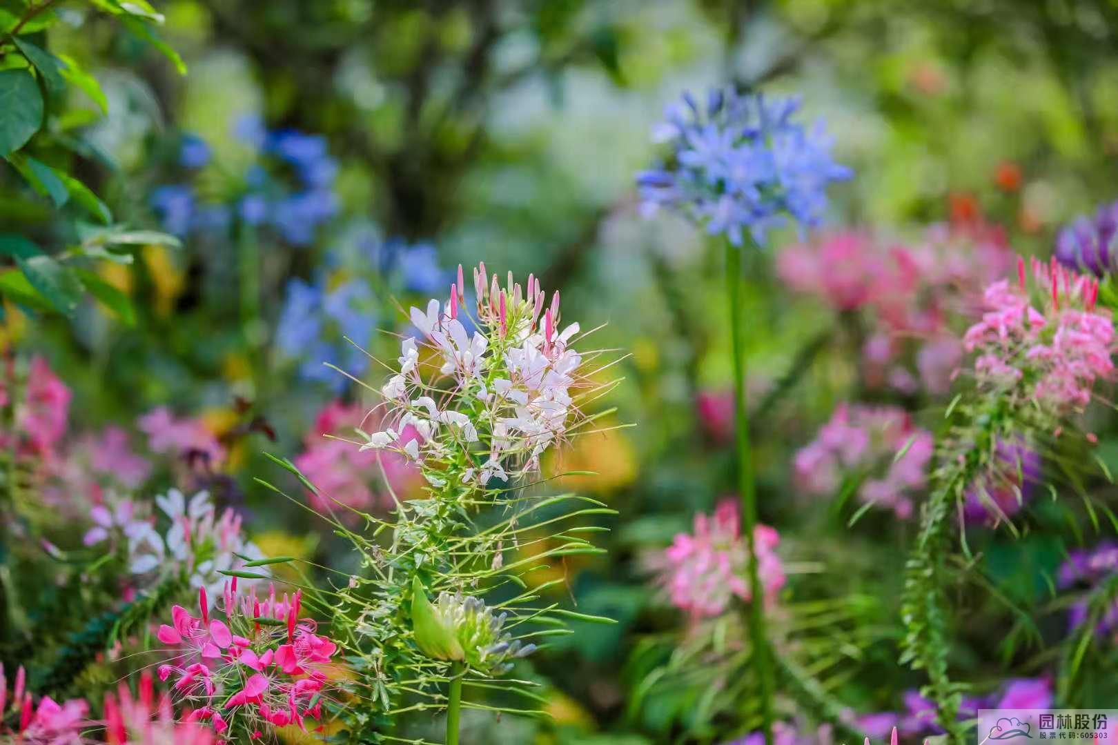 亚洲精品白浆高清久久久久久