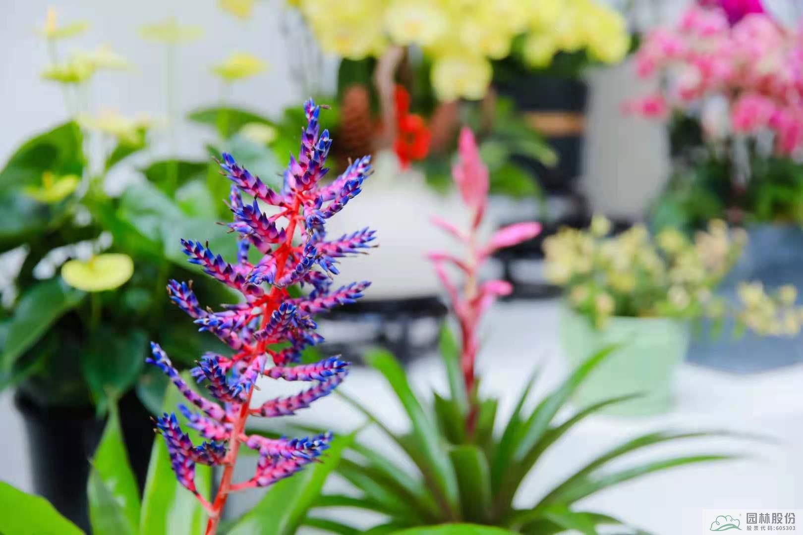 亚洲精品白浆高清久久久久久