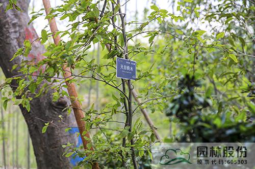 亚洲精品白浆高清久久久久久