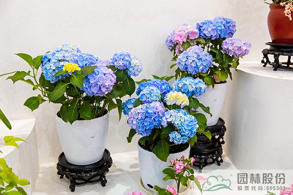 亚洲精品白浆高清久久久久久