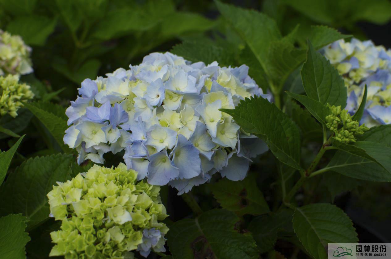 亚洲精品白浆高清久久久久久