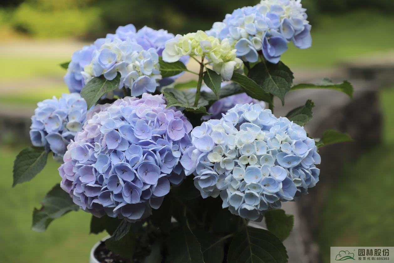 亚洲精品白浆高清久久久久久