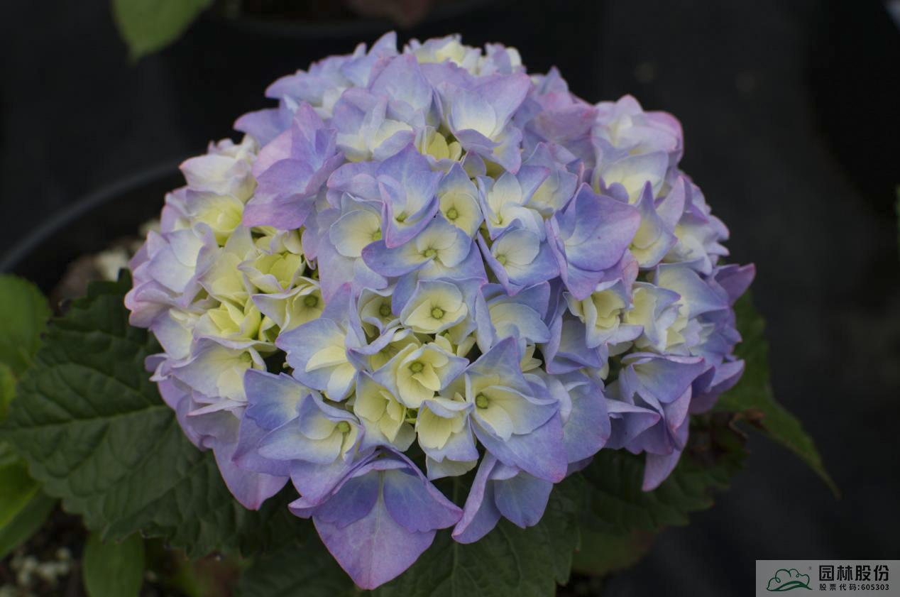 亚洲精品白浆高清久久久久久