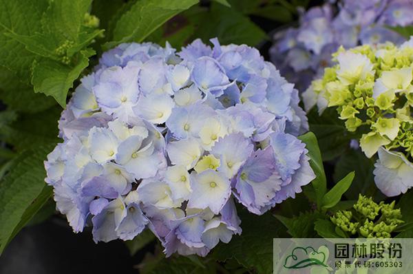 亚洲精品白浆高清久久久久久