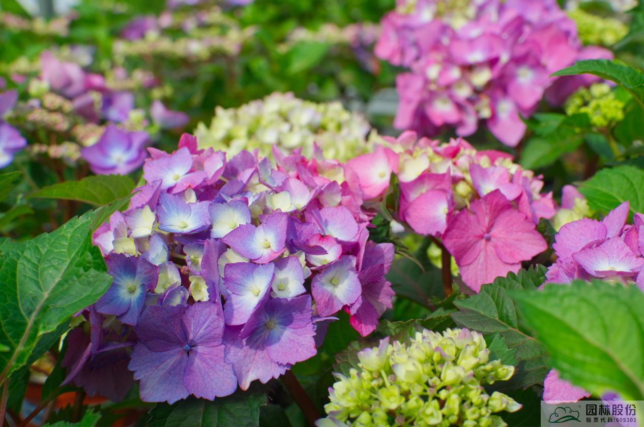 亚洲精品白浆高清久久久久久