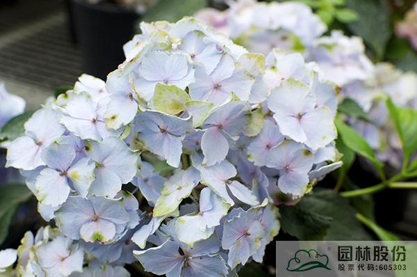 亚洲精品白浆高清久久久久久