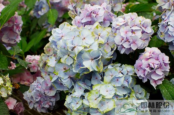 亚洲精品白浆高清久久久久久