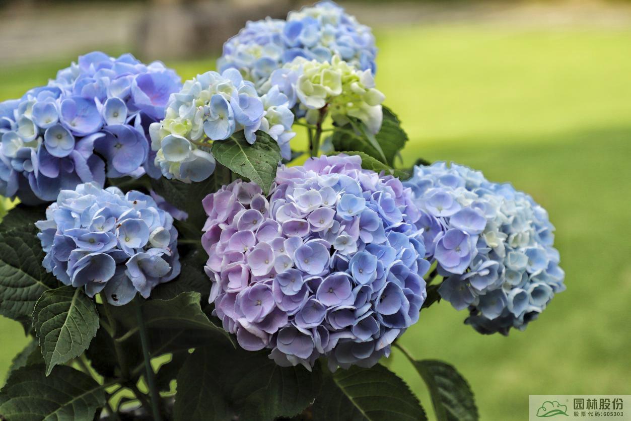 亚洲精品白浆高清久久久久久