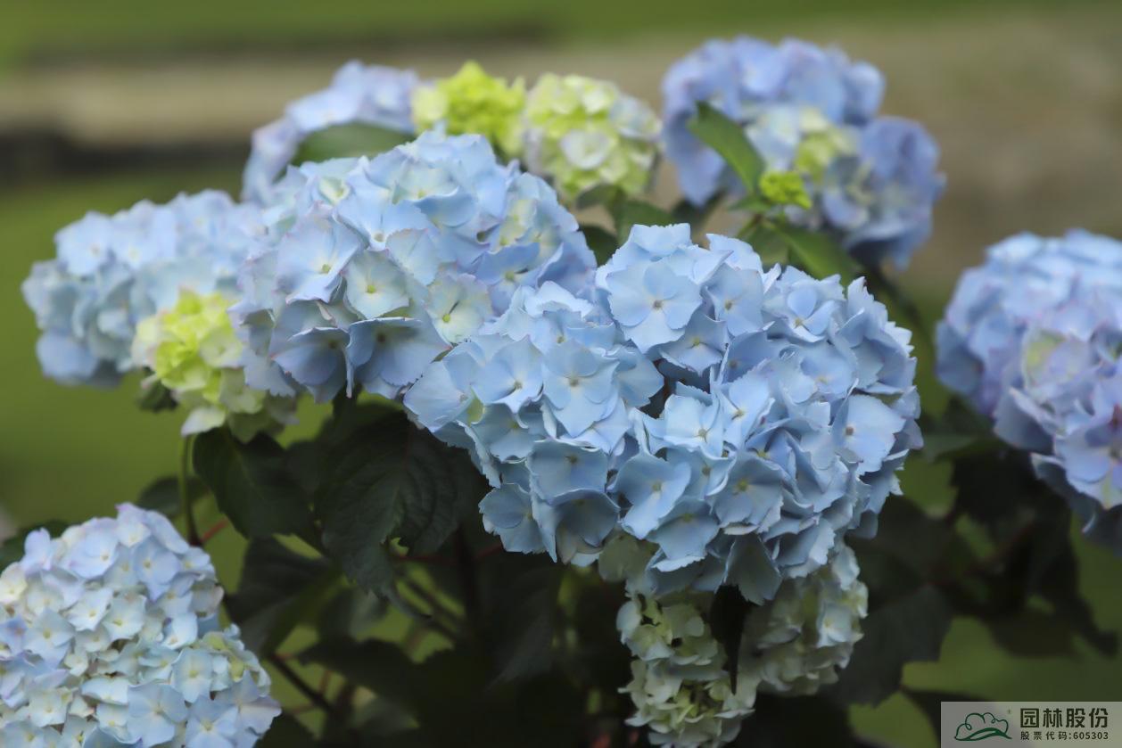 亚洲精品白浆高清久久久久久