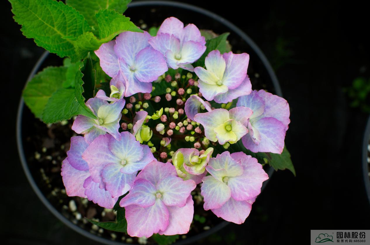 亚洲精品白浆高清久久久久久